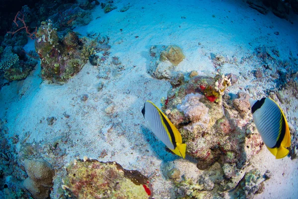 Bluecheek butterflyfish of Red Sea — Stock Photo, Image