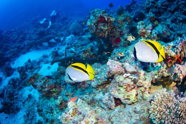 Bluecheek butterflyfish of Red Sea — Stock Photo, Image