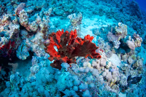 Reef and coral of Red Sea — Stock Photo, Image