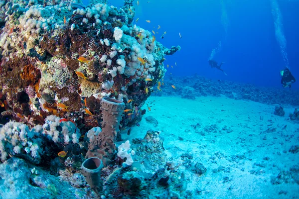 赤い海のサンゴとサンゴ礁 — ストック写真