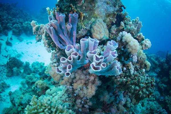 Reef and coral of Red Sea — Stock Photo, Image