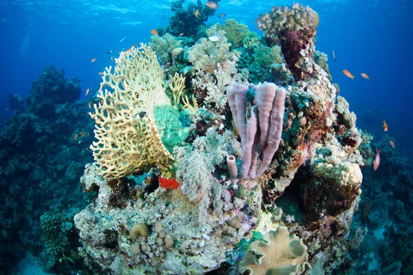 Reef and coral of Red Sea — Stock Photo, Image