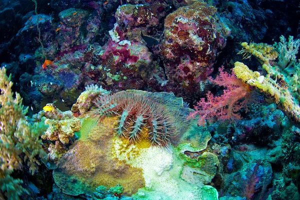 Arrecife y coral del Mar Rojo — Foto de Stock