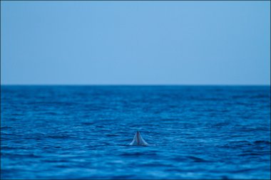 İspermeçet balinası-Physeter macrocephalus
