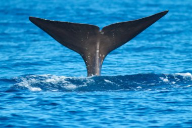 İspermeçet balinası-Physeter macrocephalus