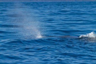 İspermeçet balinası-Physeter macrocephalus