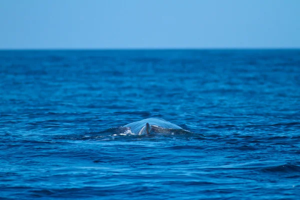 Rorqual commun-Médecin macrocéphale — Photo