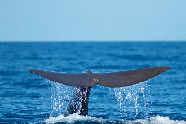 Ballena espermática-Físico macrocefalia — Foto de Stock