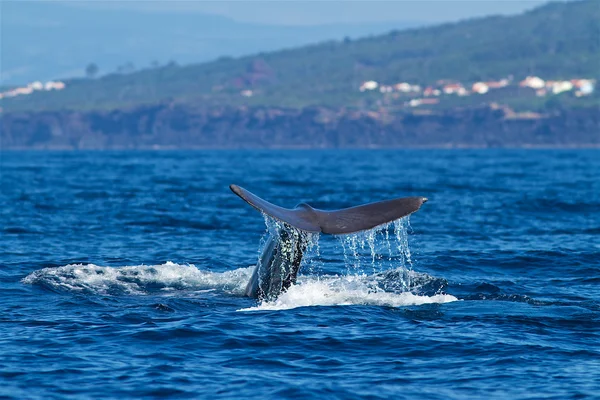 Sperm whale-Physeter macrocephalus — Stock Photo, Image