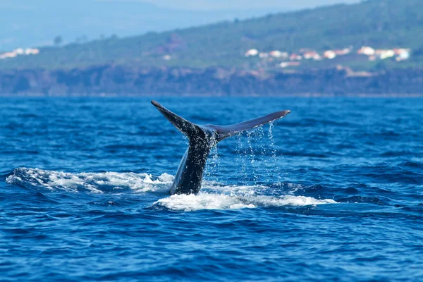 Ballena espermática-Físico macrocefalia — Foto de Stock