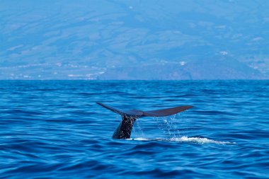 İspermeçet balinası-Physeter macrocephalus