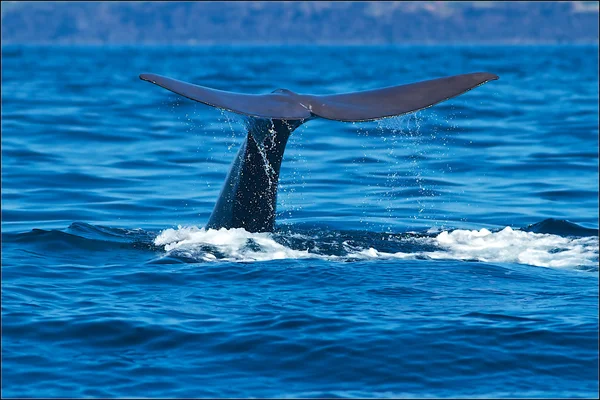 Cachalote-Physeter macrocephalus — Fotografia de Stock