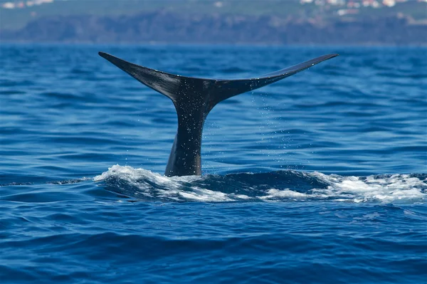 Macrocephalus σπερματοζωάρια φάλαινα-Physeter — Φωτογραφία Αρχείου