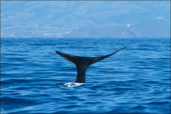 Sperm whale-Physeter macrocephalus — Stock Photo, Image