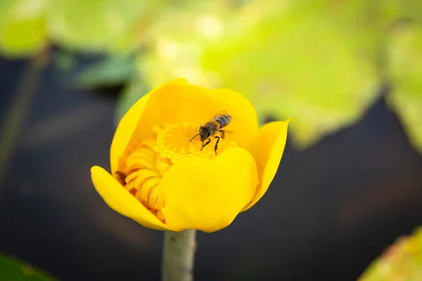 Yellow water lily - Latin name - Nuphar lutea and cute bee closeup view