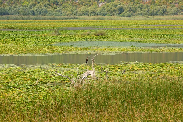 Gramíneas Pradarias Nas Margens Lago Skadar Montenegro — Fotografia de Stock