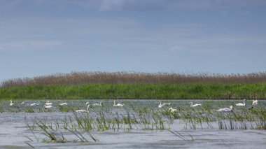 Kuğu Gölü. Beyaz kuğular doğal ortamda. Tuna Nehri, Ukrayna