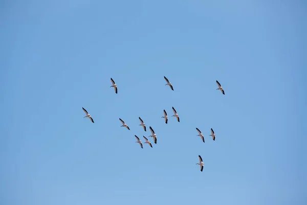 Pelicanos Castanhos Voando Formação Iluminados Pelo Sol — Fotografia de Stock