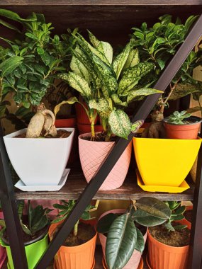 Raflardaki saksılarda çeşitli bitkilerin yeşil yaprakları. Sığ odak derinliği. seçici odak..