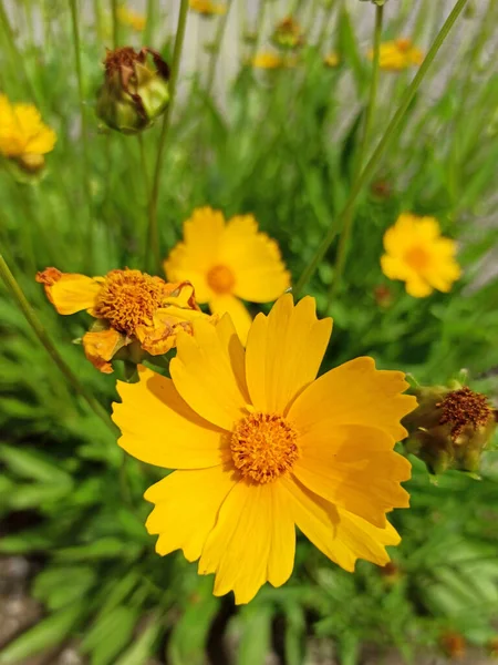 Yellow Flowers Texture Background Beautiful Pattern Clean Environment Ornamental Plant — Stock Photo, Image