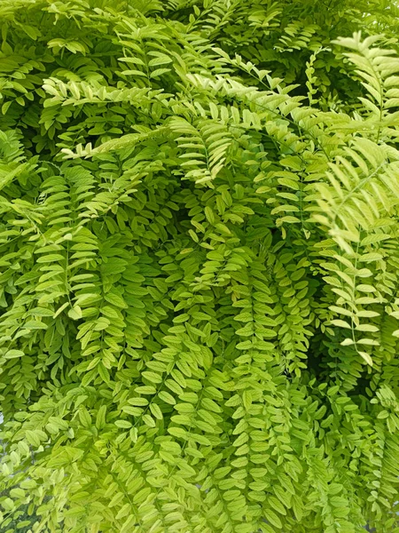 Verde Deixa Fundo Textura Com Belo Padrão Ambiente Limpo Planta — Fotografia de Stock