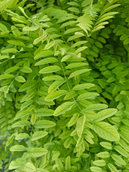 Hojas Verdes Textura Fondo Con Hermoso Patrón Medio Ambiente Limpio —  Fotos de Stock