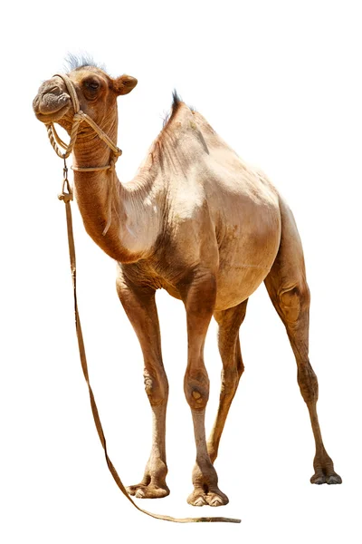 Camel on a white background — Stock Photo, Image