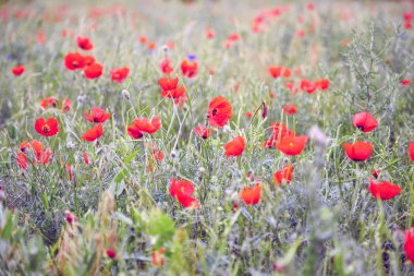 Belirsiz alan alanında kırmızı çiçek haşhaş