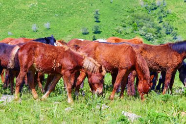 At sürüsü bir çayır on sıyrılmak