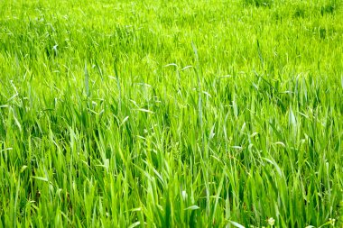 Genç buğday alanı 