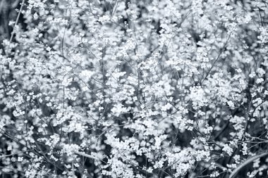 muhteşem bush beyaz çiçek