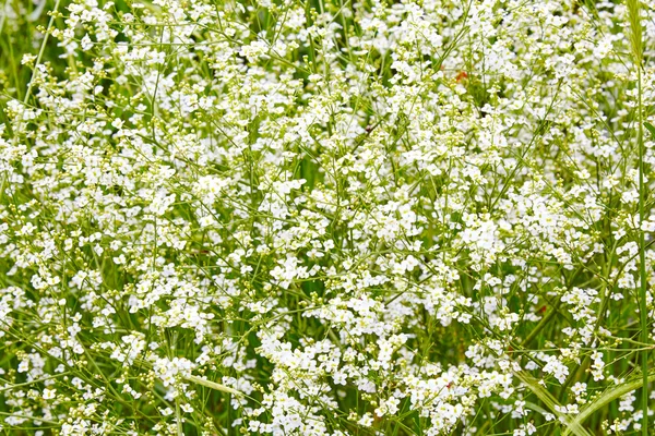 Magnificent bush of white flowers — Stock Photo, Image