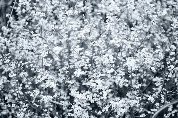 muhteşem bush beyaz çiçek