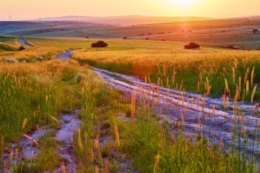 Yolun bir buğday alanında. Günbatımı