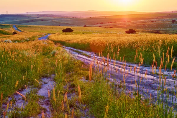 Yolun bir buğday alanında. Günbatımı
