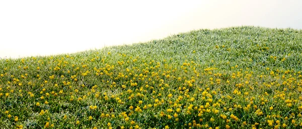 早朝の草と黄色の小さな小花の上の露します。 — ストック写真