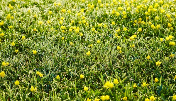 Sabahın erken saatlerinde içinde bir çim ve sarı küçük çiçeği üzerinde çiy