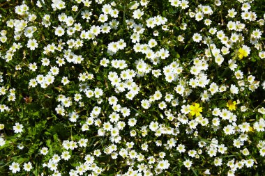 alan beyaz ve sarı florets görünümü top