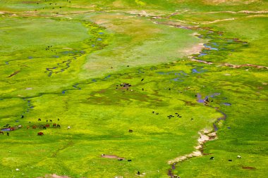 nehirler ve grazed hayvanlar ile geniş yeşil vadi