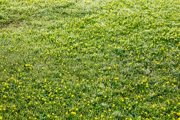 이른 아침에에서 잔디에 노란색 작은 florets 듀 — 스톡 사진