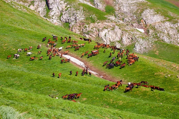 Стадо коней в горах — стокове фото