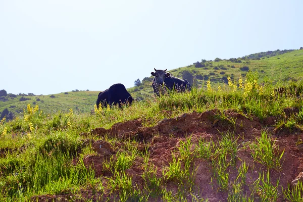 Дві корови на пагорбі — стокове фото