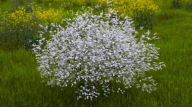 Beyaz çiçek açması bush, yavaş yavaş bir çim karşı hamle