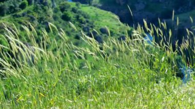 koniler yeşil buğday yavaş hareket kapatın. Güneşli bir günde bahar