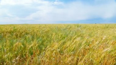 Olgun buğday alanı