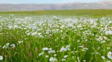 papatyalar rüzgarda hareketli bir alanda