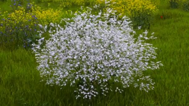 白開花ブッシュは草に対してゆっくりと移動します。 — ストック動画