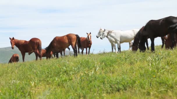 La manada de caballos es pastada en un prado en las montañas — Vídeos de Stock