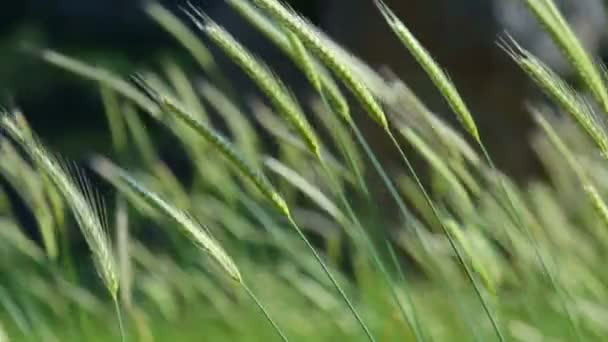 Långsam rörelse av kottar grön vete närbild. I en solig dag på våren — Stockvideo