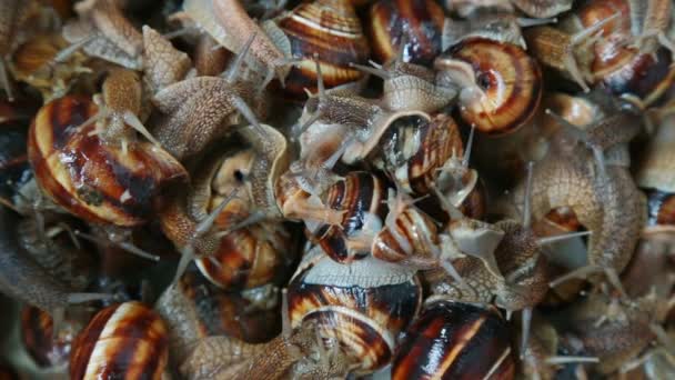 Beaucoup d'escargots vivants de raisin rampent lentement l'ami sur l'ami — Video